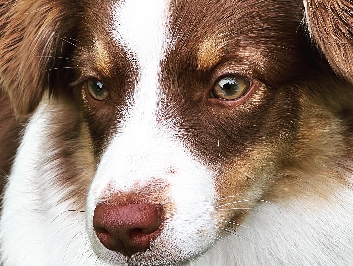 Miniature American Shepherd hos Wie Humelies