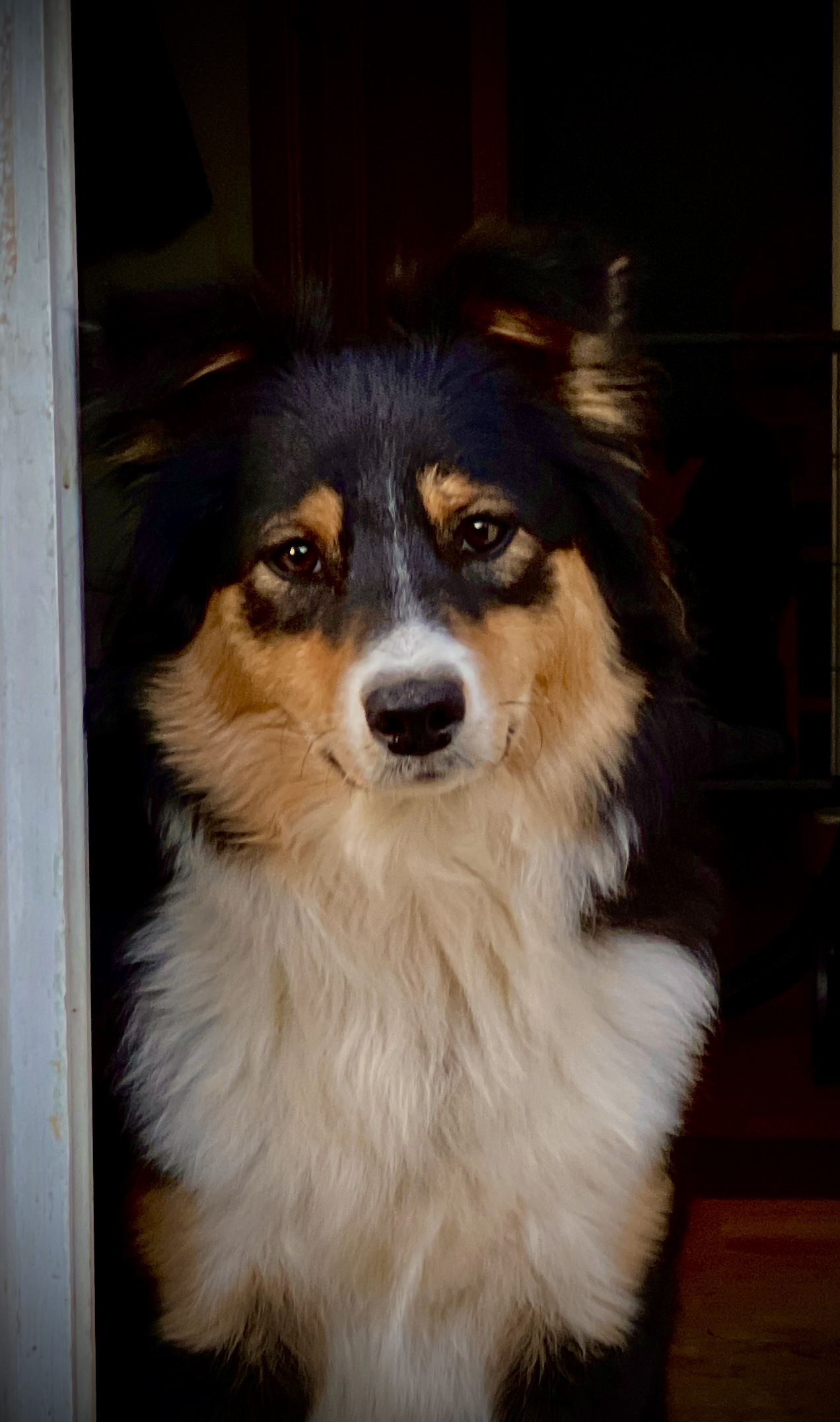 Boom – Miniature American Shepherd hos Wie Humelies
