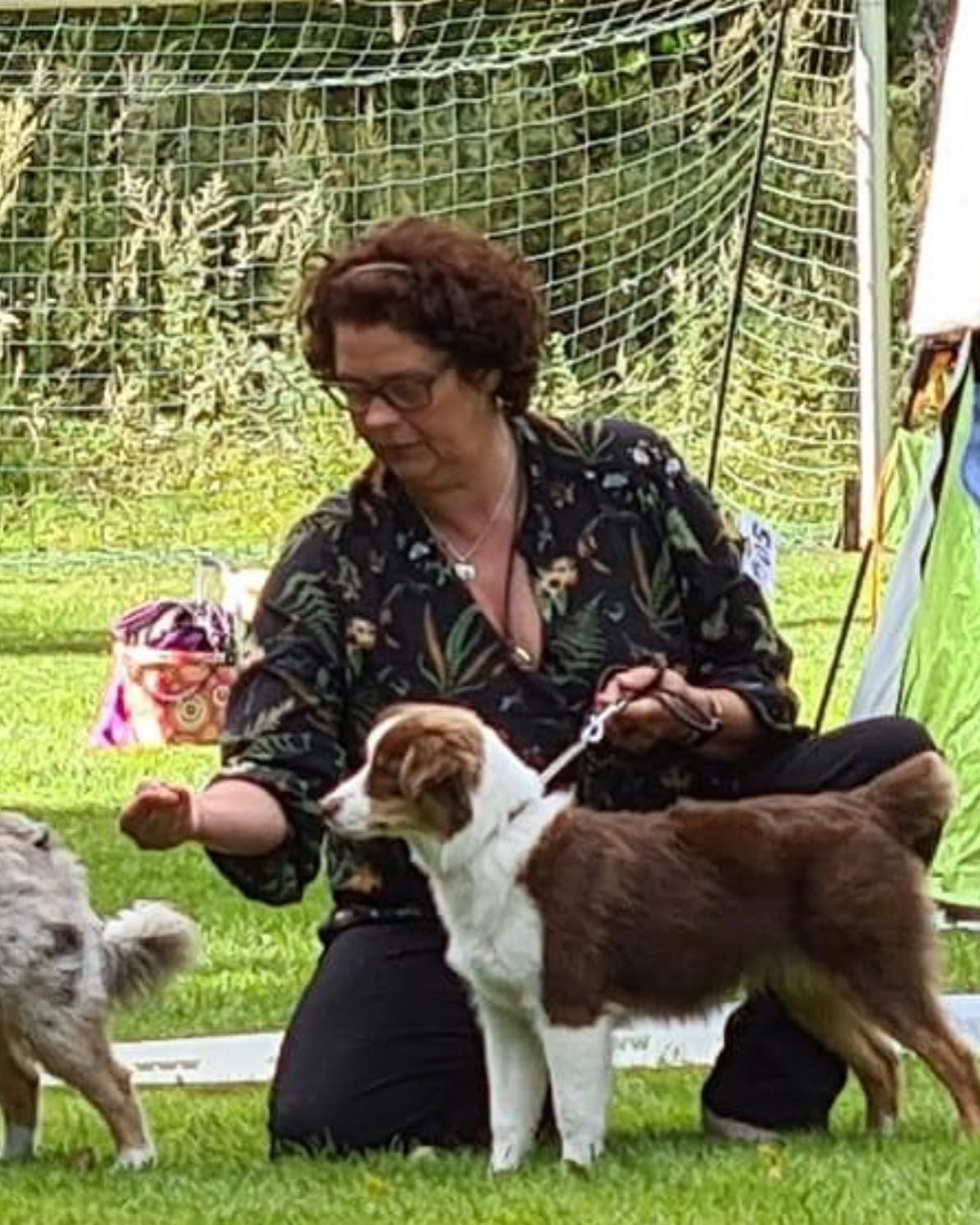 CEO – Miniature American Shepherd hos Wie Humelies