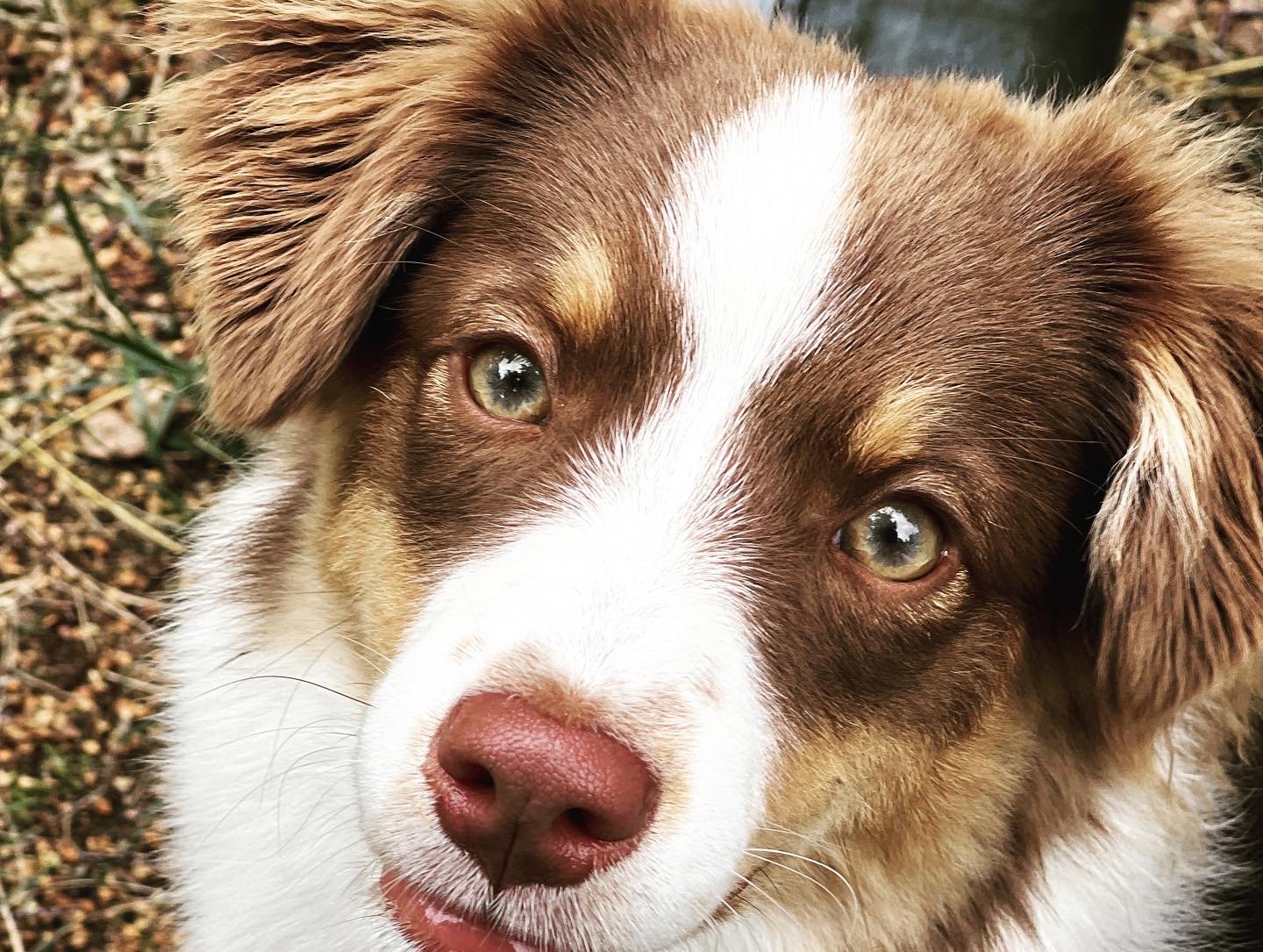 Miniature American Shepherd hos Wie Humelies