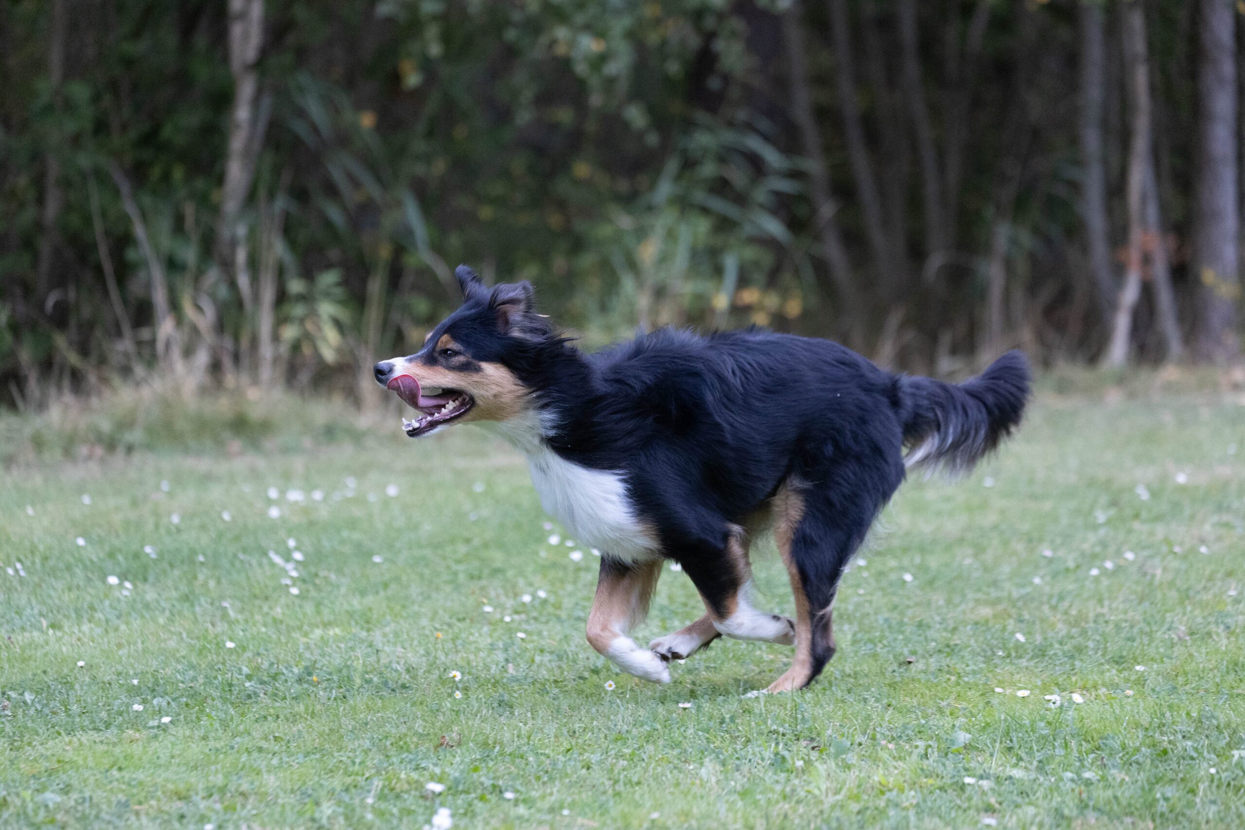 Boom (Shakalak!) – Miniature American Shepherd hos Wie Humelies