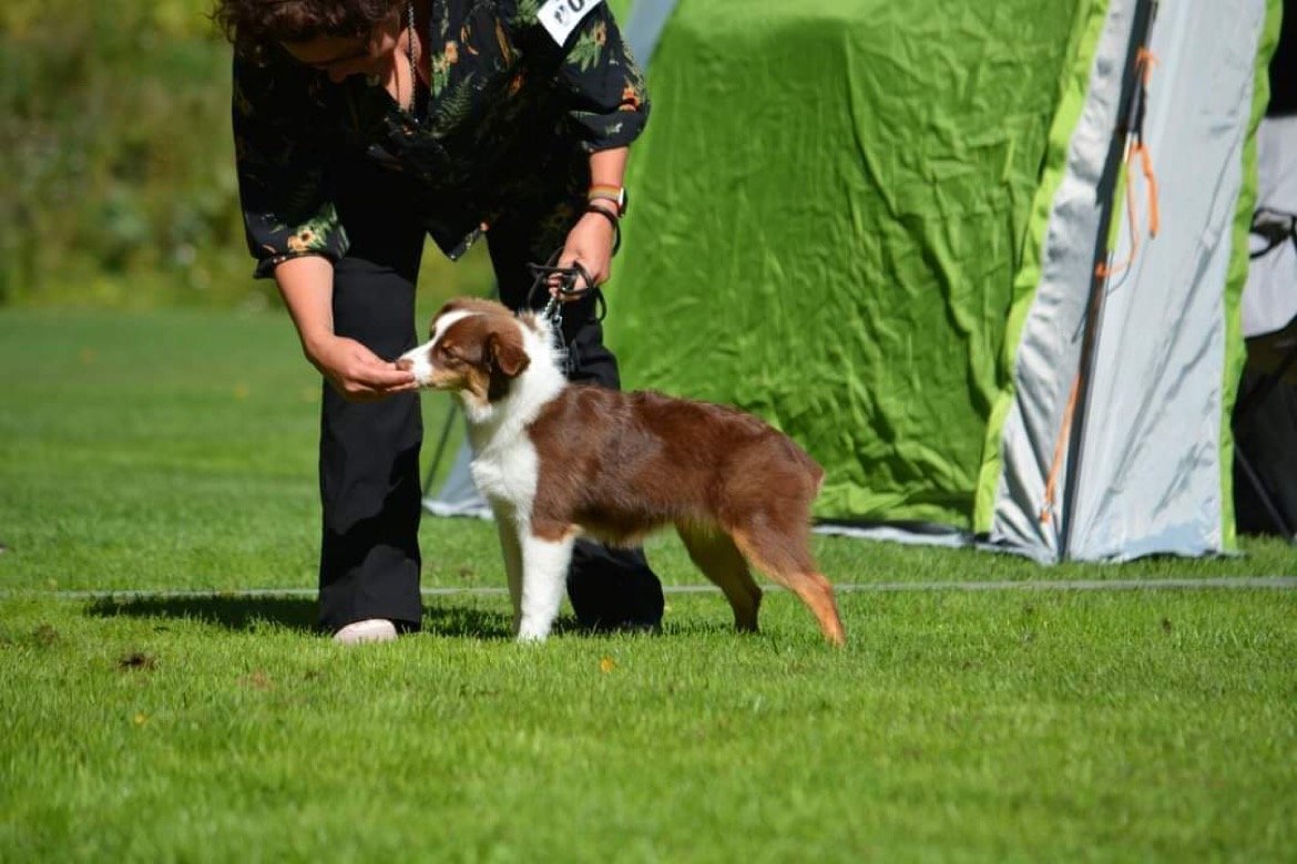 Miniature American Shepherd hos Wie Humelies
