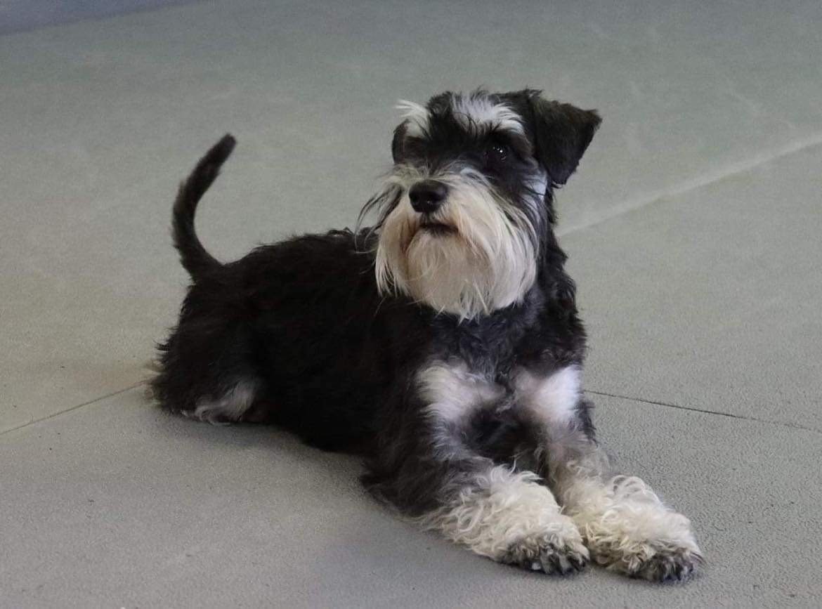 Dvärgschnauzer hos Wie Humelies