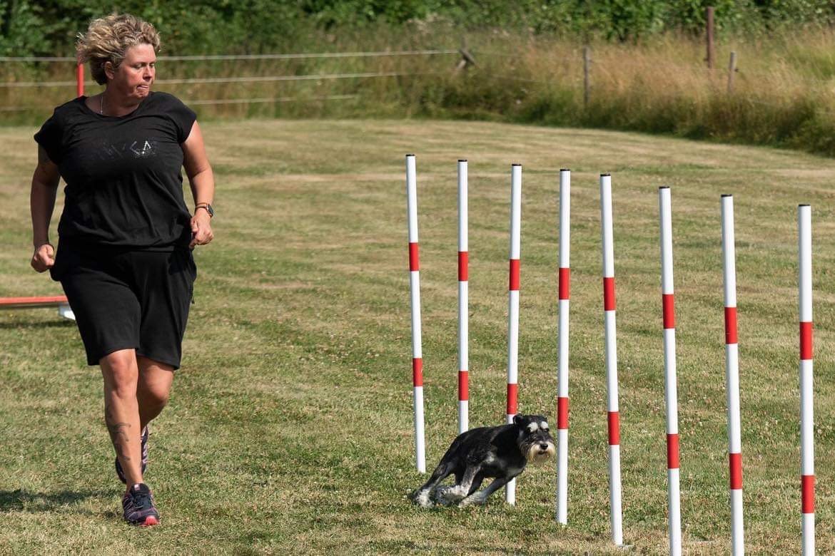 Dvärgschnauzer hos Wie Humelies