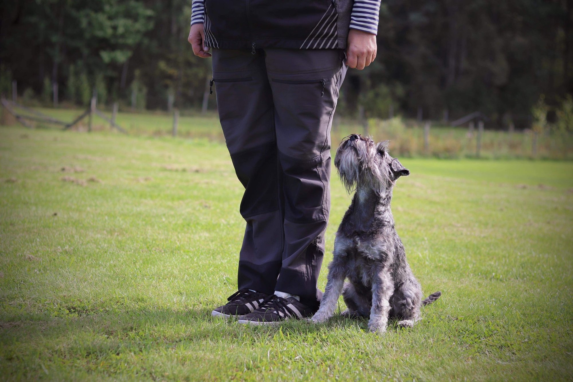 Dvärgschnauzer hos Wie Humelies