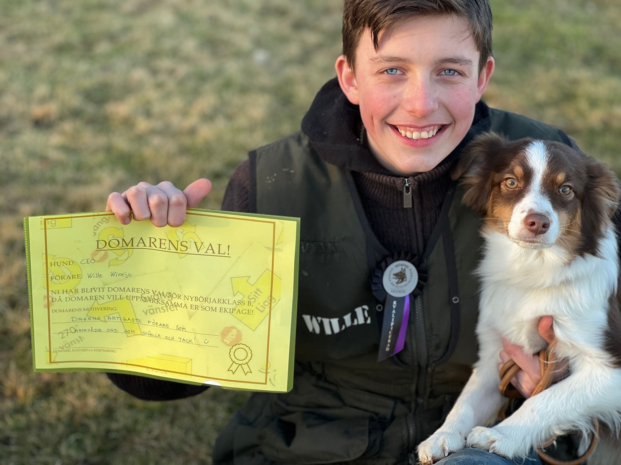 Miniature American Shepherd hos Wie Humelies