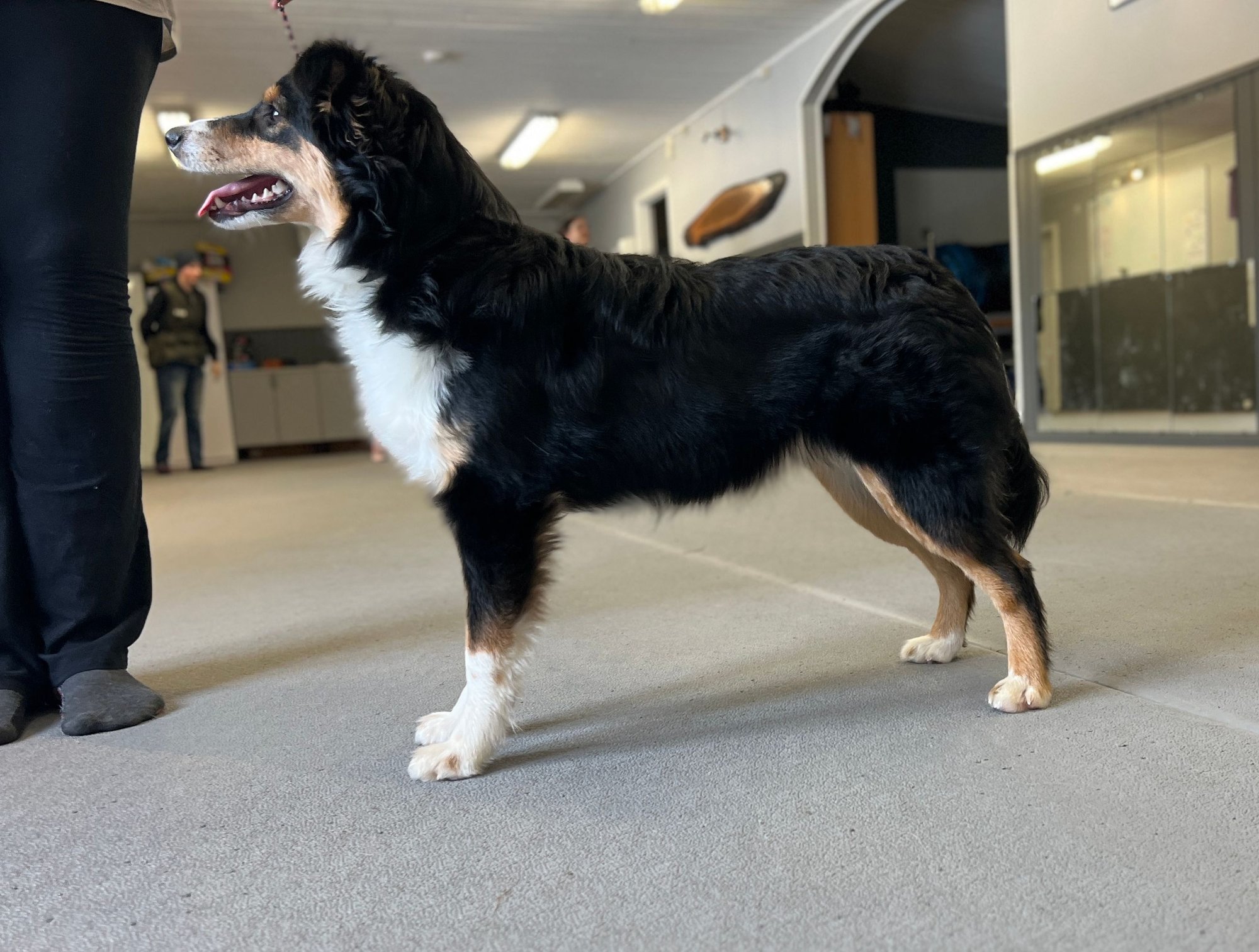 Miniature American Shepherd hos Wie Humelies