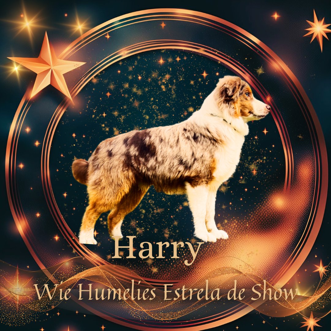Harry – Wie Humelies Estrela De Show