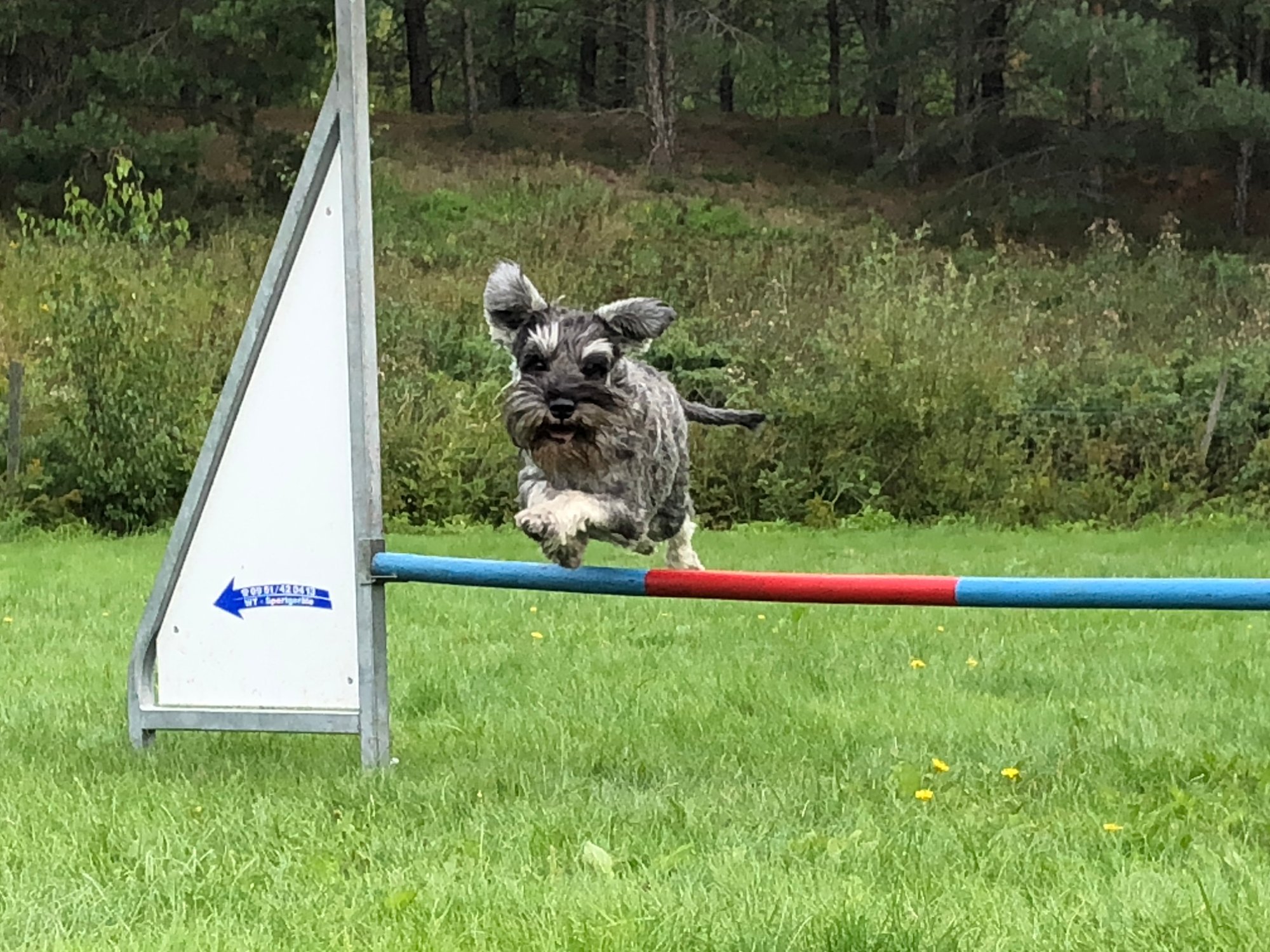 Dvärgschnauzer hos Wie Humelies