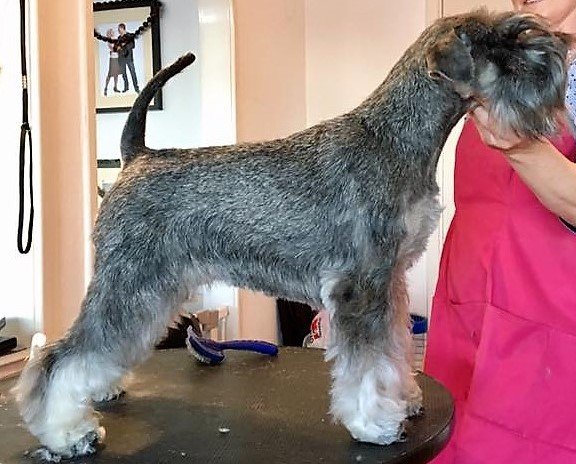 Dvärgschnauzer hos Wie Humelies