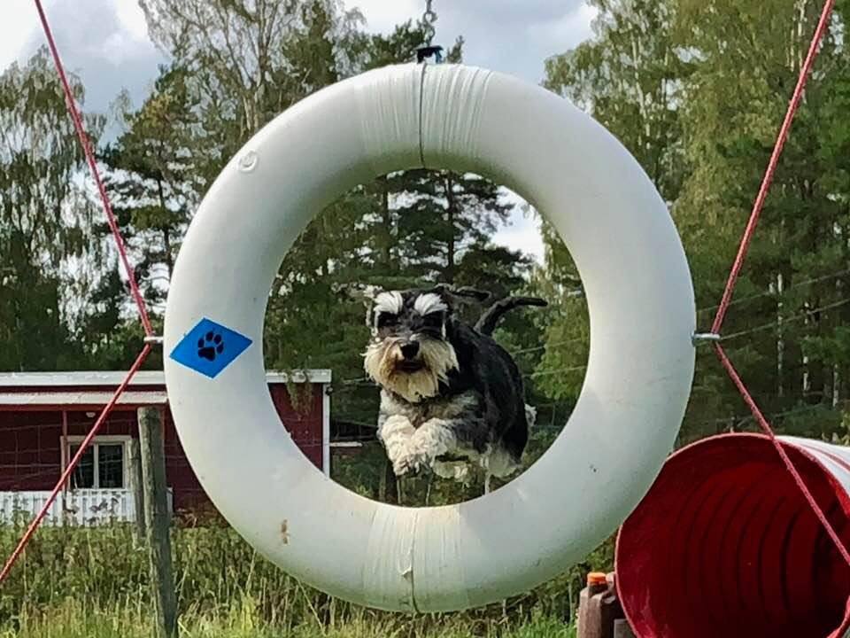 Dvärgschnauzer hos Wie Humelies