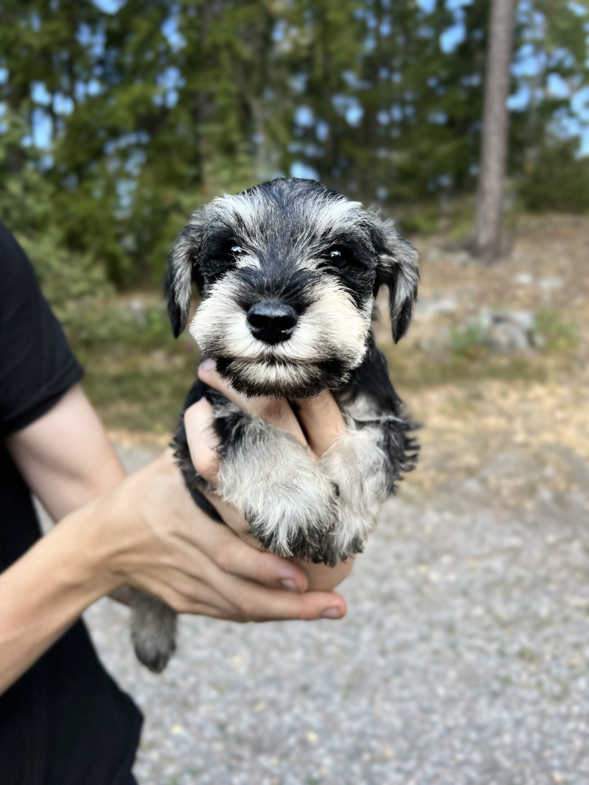 Dvärgschnauzervalp hos Wie Humelies